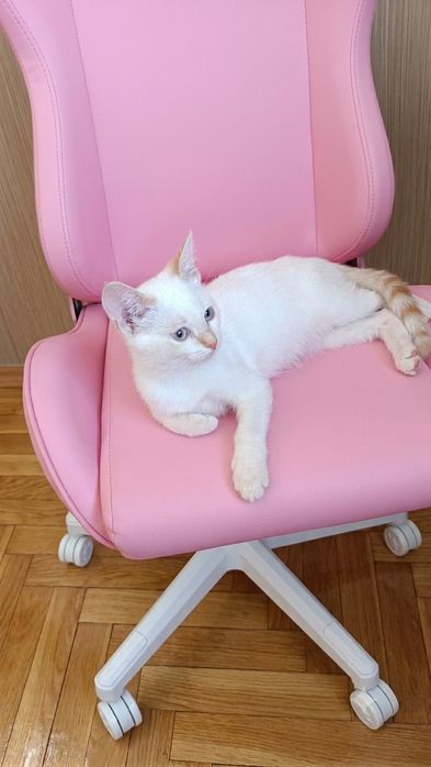 Котёнок белый, дружелюбный