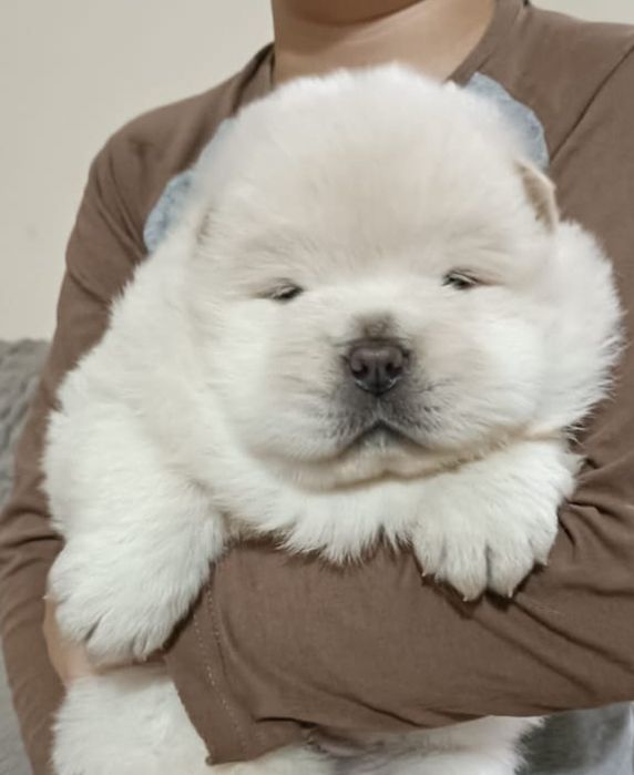 Продаются щенки чау чау