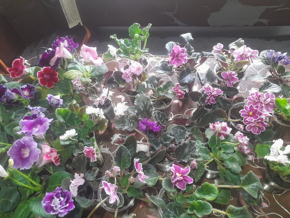 Уйдин гулдери Тулкубас