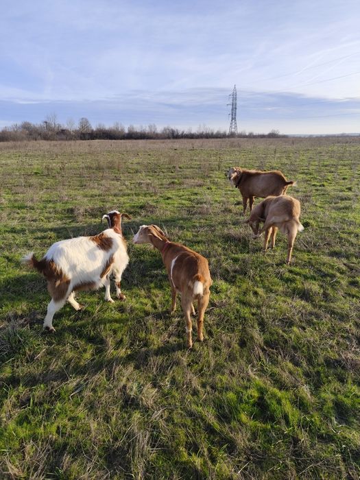 Vând o capră românească(3ani ) și o iediță rasă mixtă ambele gestante.