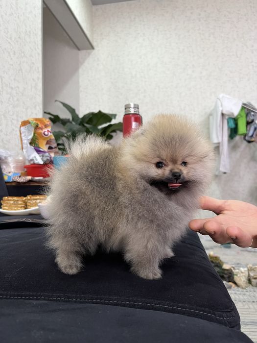 Продается померанский шпиц