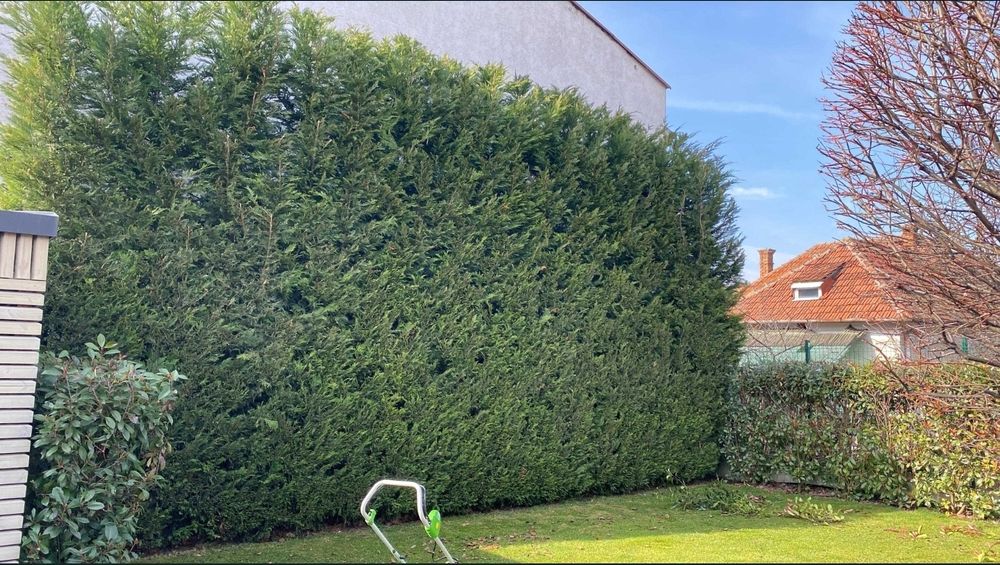 Amenajare curte, gazon, irigații