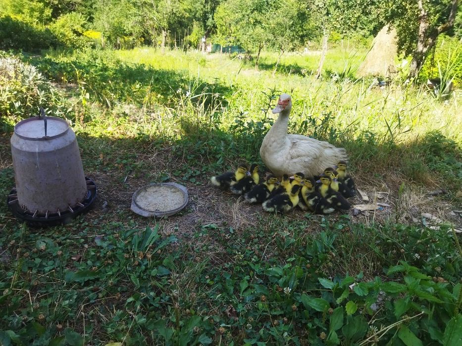 De vânzare boboci de rață mută – sănătoși și crescuți natural!
