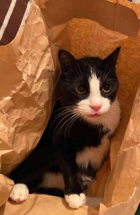 Мысық тегін беріп жібереміз