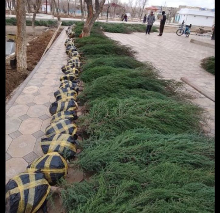 Забор из ёлок доставка посадка