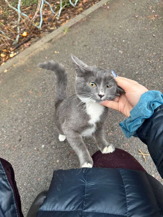 Найдена кошечка 4-6 месяцев