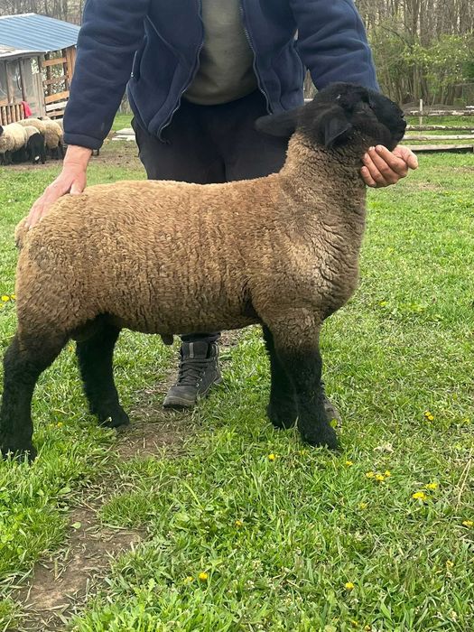 Berbecuț suffolk din părinți cu pedigree