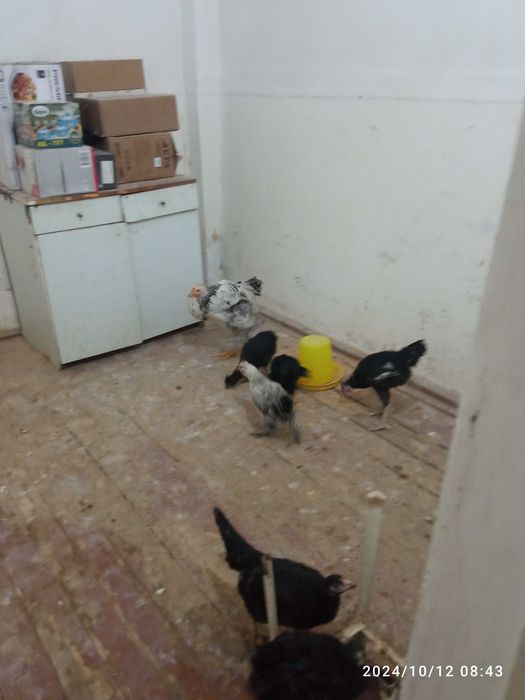 Xo'roz va tovuqlar sotiladi!!