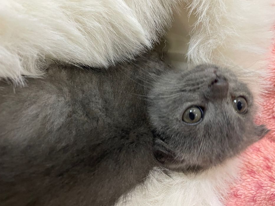 Мушича вислоухий мальчик