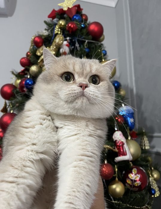 Кот на вязку ay 11