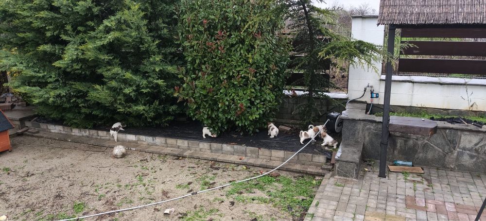 DONEZ Pui catel | Mama - fox terrier