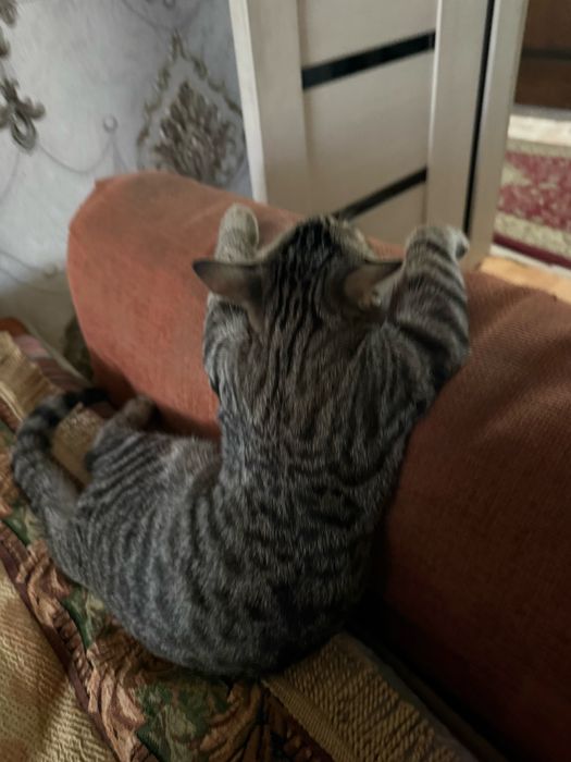 Отдам кота с добрые руки
