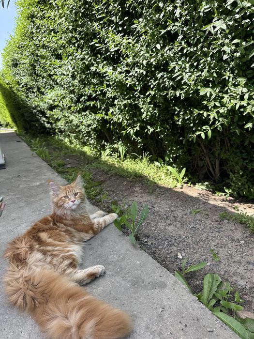 Котенок мейн кун