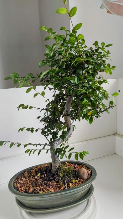Ulm,bonsai Bonsai