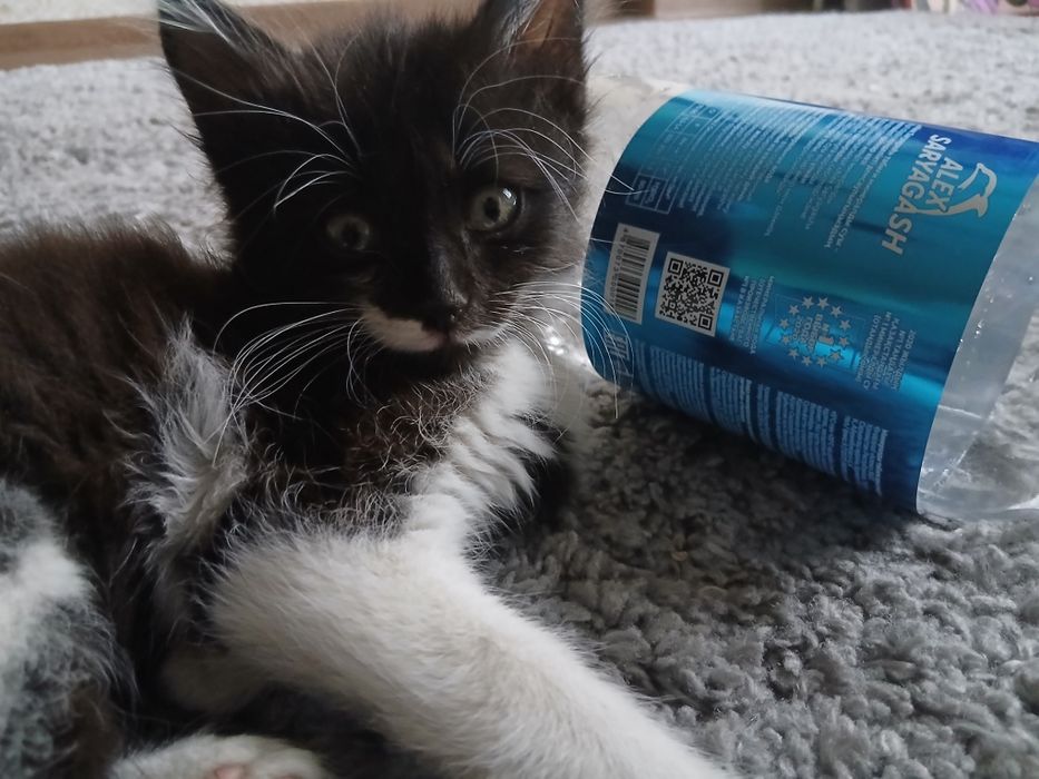 Отдам котёнка, девочка