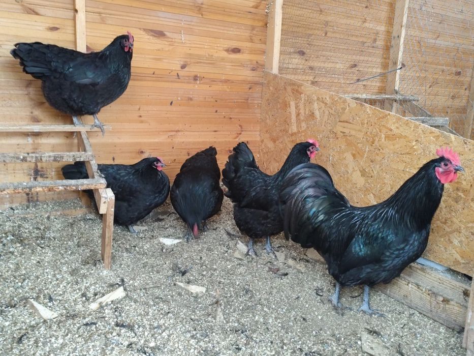 Familie australorp negru