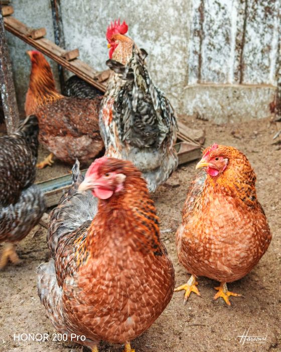 Оплодени яйца от Билефелдер