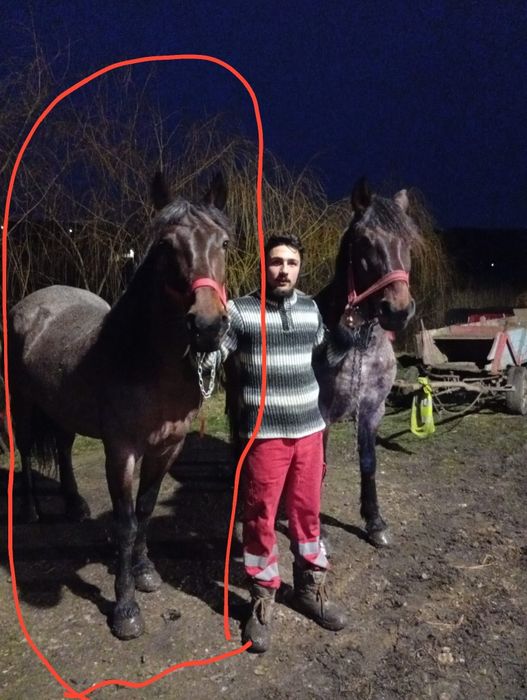 De vânzare iapă  cei încercuită de 9/10 ani