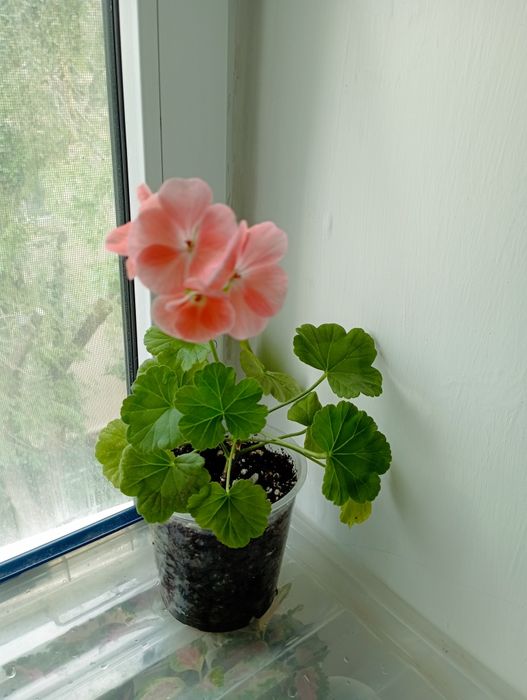 Герань зональная