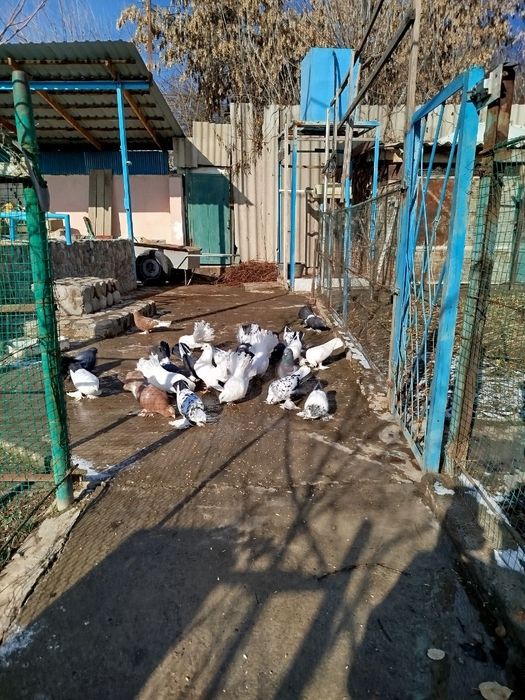 Голуби павлины белыи чёрный