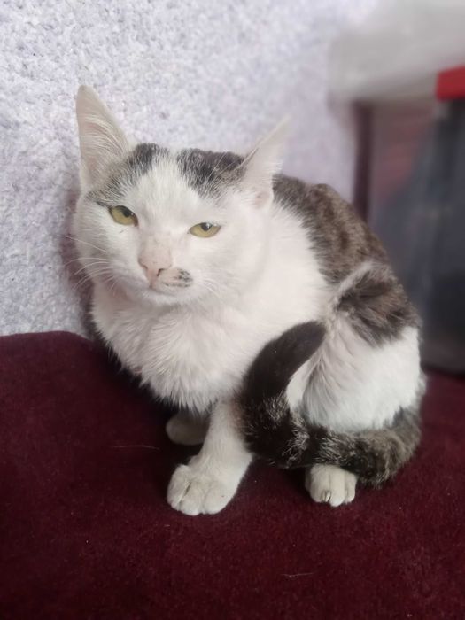 Mushuk 1-yosh.Qoʻlga urgatilgan mushukcha