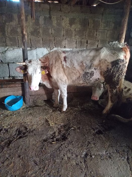 vând vaci gestante și fătate