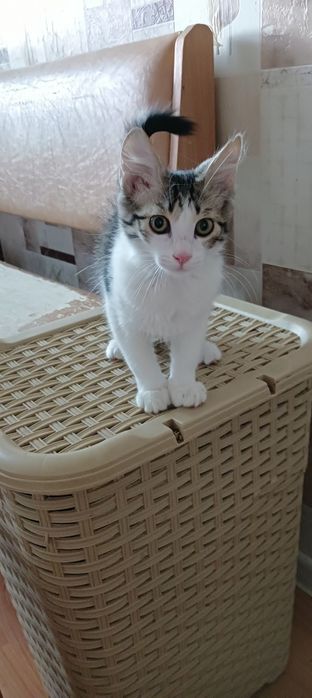 Котёнок в добрые руки