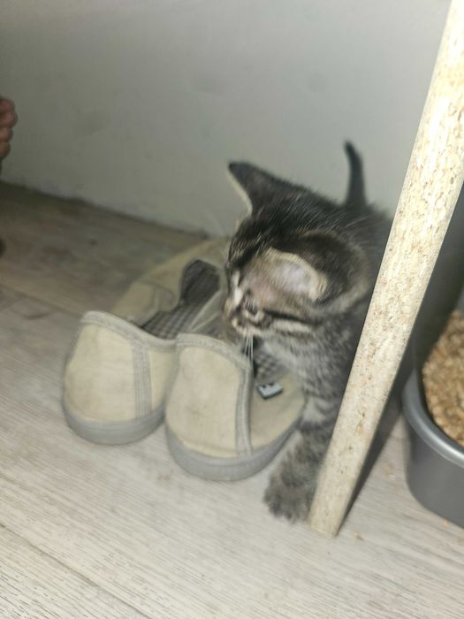 Котята 2 месячные