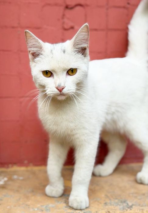 Отдадим котенка в хорошие руки