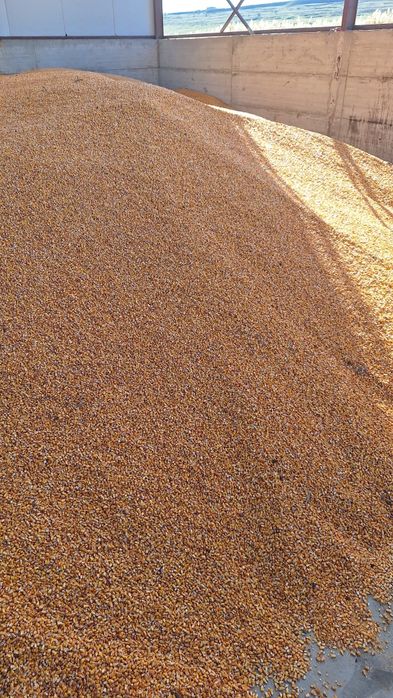 Porumb boabe de vanzare