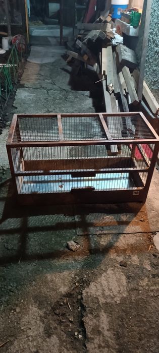 Colivi canari papagali