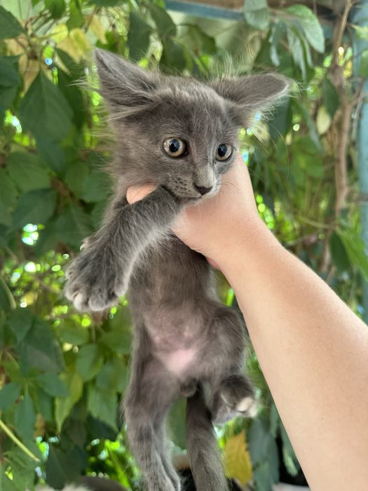 Отдам котят в добрые руки