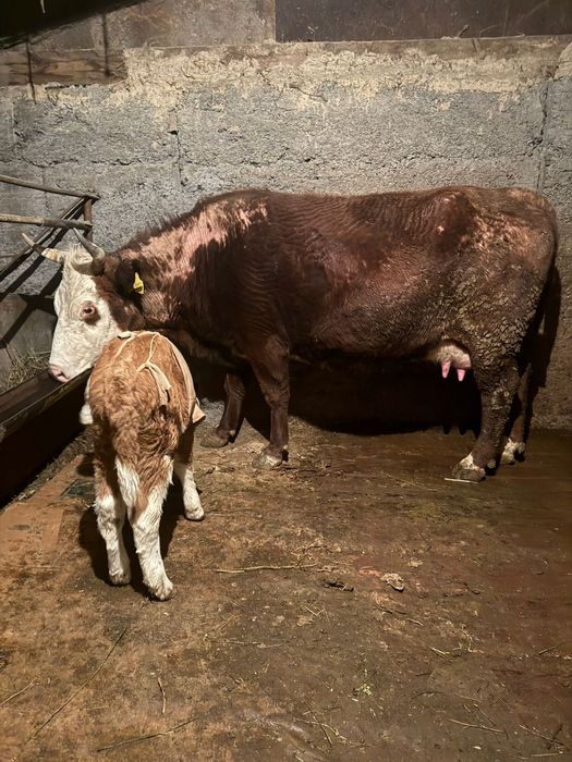 Продам корову с теленком