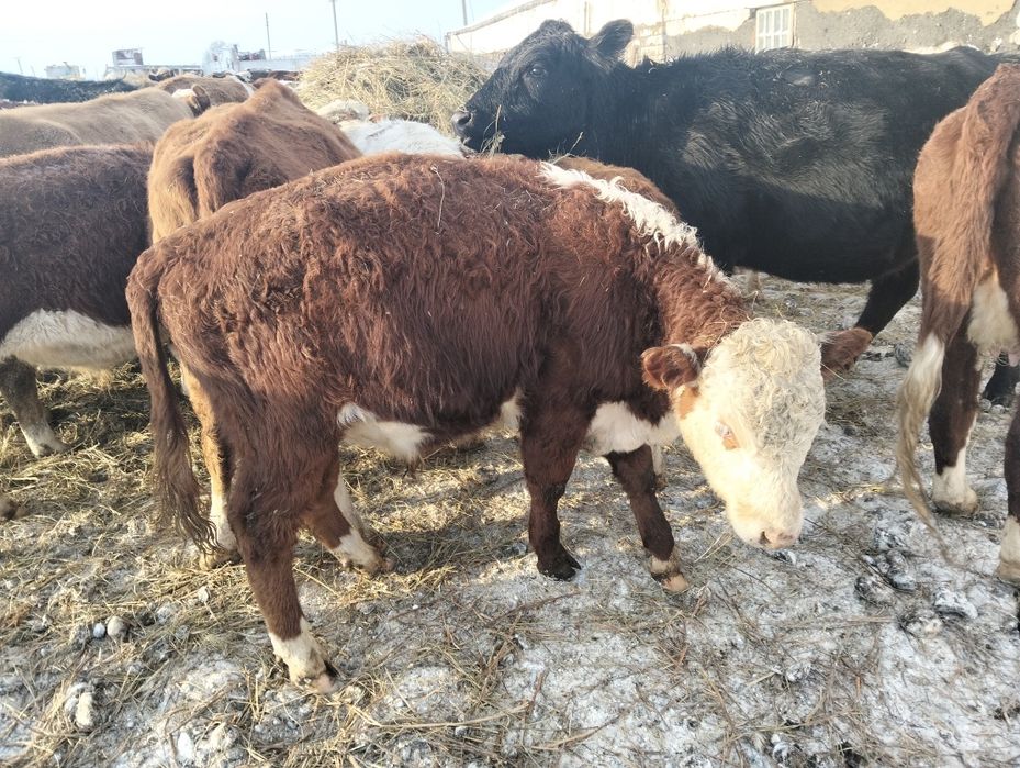 Бұқалар сатылады