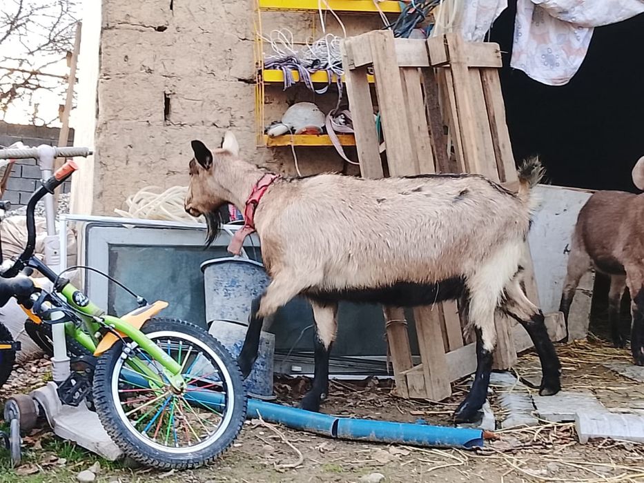 Альпий ешкі, буаз шыбыш