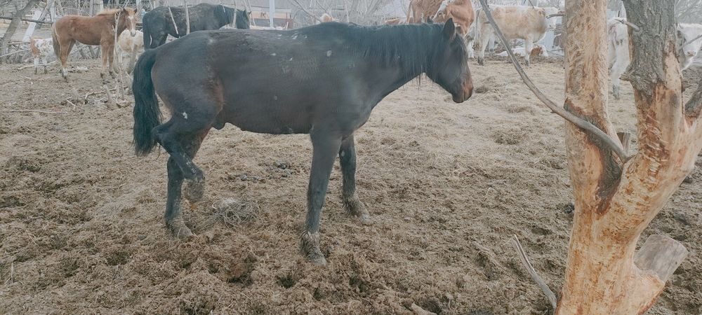 Айғыр сатам. Жеребца продаю