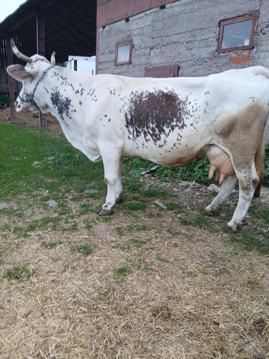 Vaci cu lapte jurinci și viței de vânzare