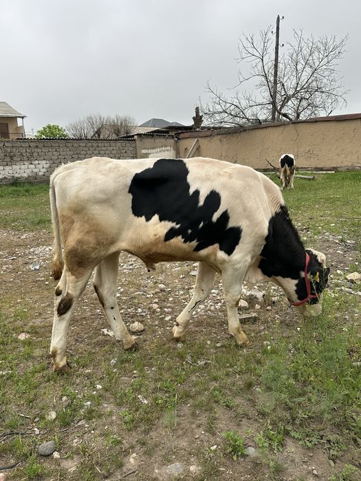 Buqa sotiladi golshteyn