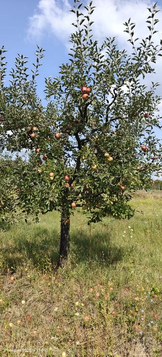 Vand mere  Starkinson, Crețești si Florina, piersici de toamna, ecologice