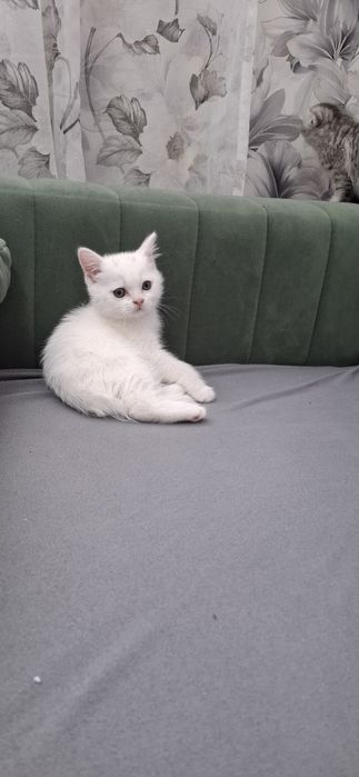 Шотландские скоттиш страйт котята