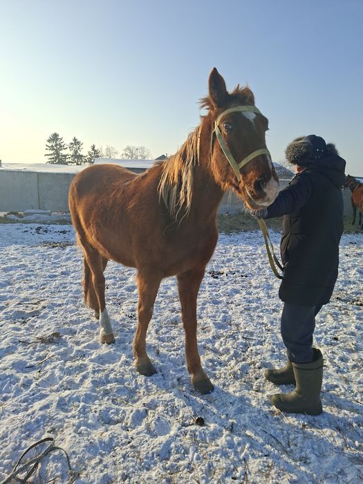 Кобыла жеребая обученая