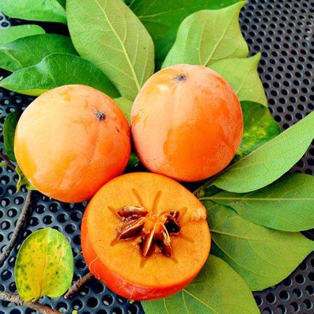 Pomi fructiferi exotici kaki Cioccolatino