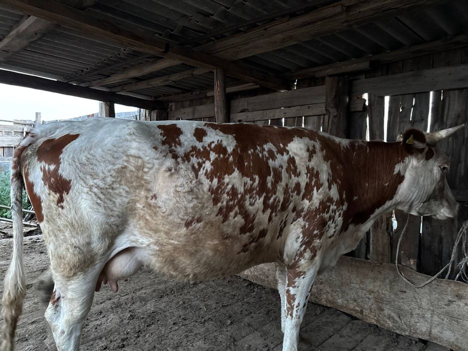 Продам двойную корову