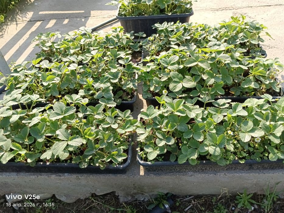 Клубника көшеттері