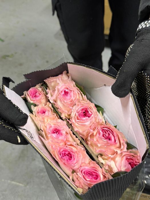 Оптом Цветы Розы Экзотика