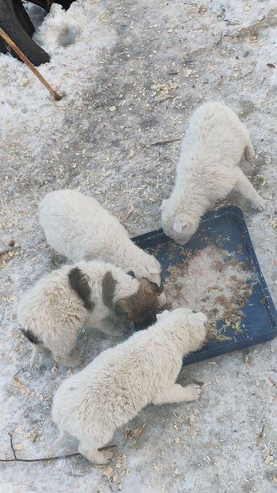 Щенки нуждаются в доме