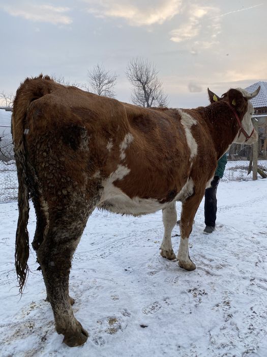 De vanzare vaca baltata romaneasca !