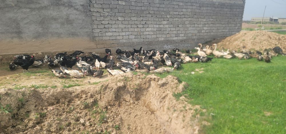 Индаутка птица продаю