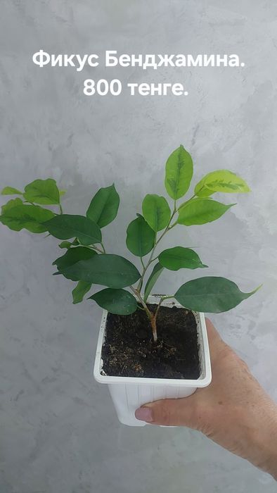 Фикусы разные. Домашние.