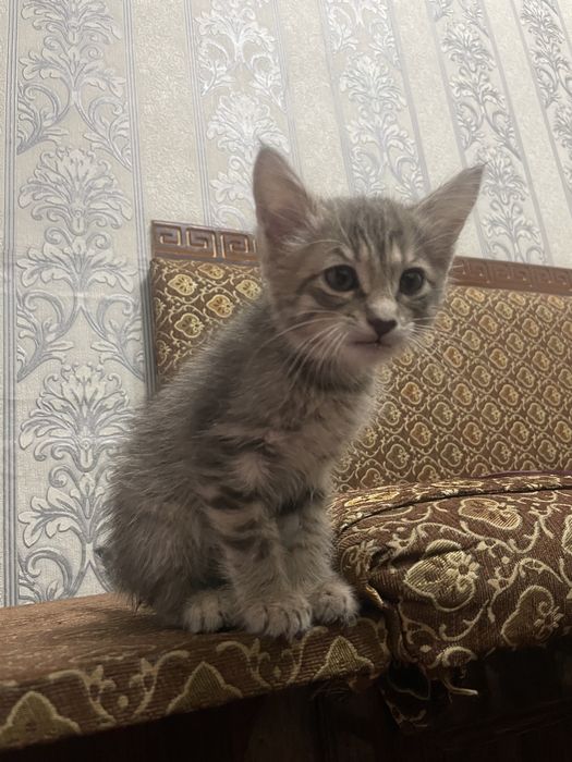 Кошка мушук сотилади 2 ойлик